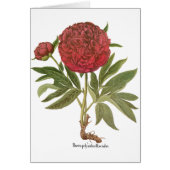  volken, volkbloemen van Basilius Besler (Voorkant)