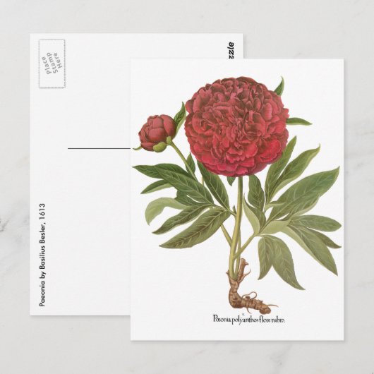  volken, volkbloemen van Basilius Besler Briefkaart (Voorkant / Achterkant)