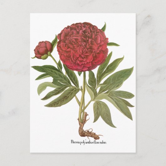  volken, volkbloemen van Basilius Besler Briefkaart (Voorkant)