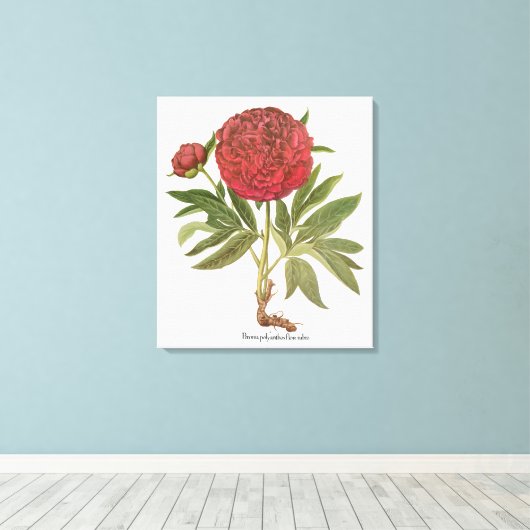  volken, volkbloemen van Basilius Besler Canvas Afdruk (Insitu (Houten vloer))