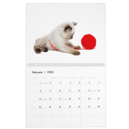 Volkomen speels: Siamese katten Kalender (Feb 2026)