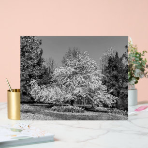 Volle bloei in zwart-wit acryl bord