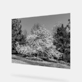 Volle bloei in zwart-wit acryl bord (Hoek)