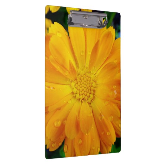  volle bloem zomergele dagbloem. klembord (Rechts)