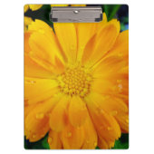  volle bloem zomergele dagbloem. klembord (Voorkant)