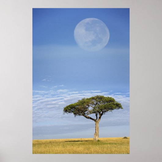 volle maan boven acacia-bomen, Masai Mara, Poster (Voorkant)