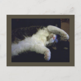 Volledig chilline' Briefkaart