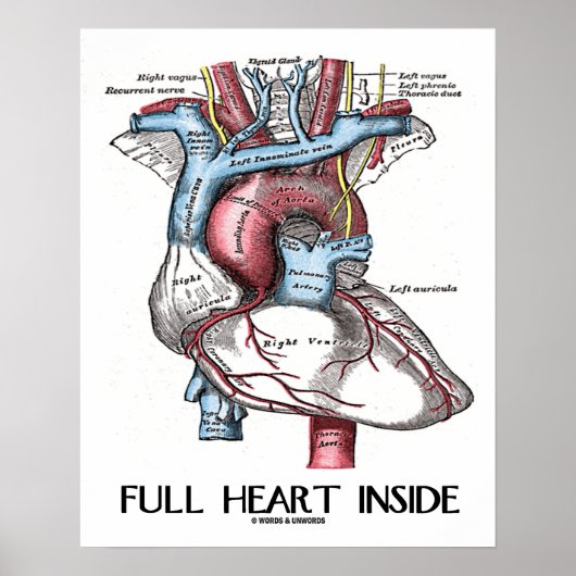 Volledig hart in anatomische illustratie poster (Voorkant)