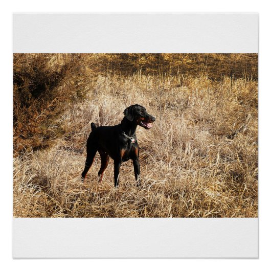 volledig in het veld poster (Voorkant)