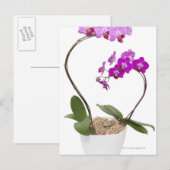 Volledig lijst Orchid geïsoleerd op een witte acht Briefkaart (Voorkant / Achterkant)