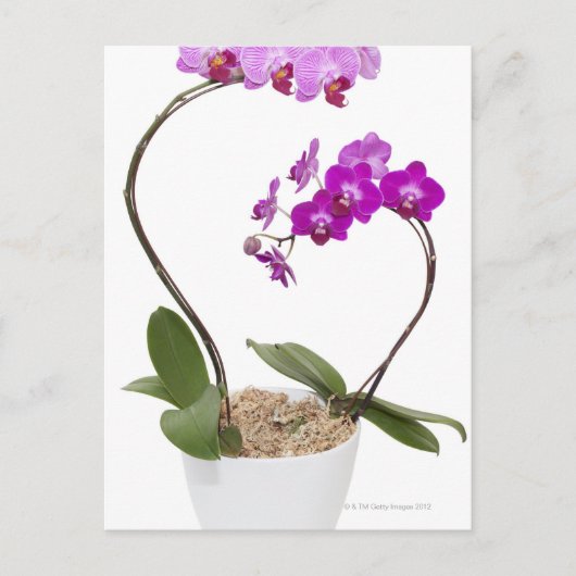 Volledig lijst Orchid geïsoleerd op een witte acht Briefkaart (Voorkant)