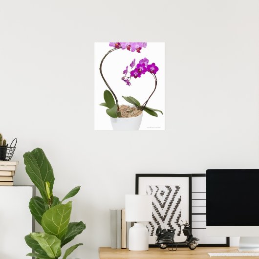 Volledig lijst Orchid geïsoleerd op een witte acht Poster (Thuiskantoor)