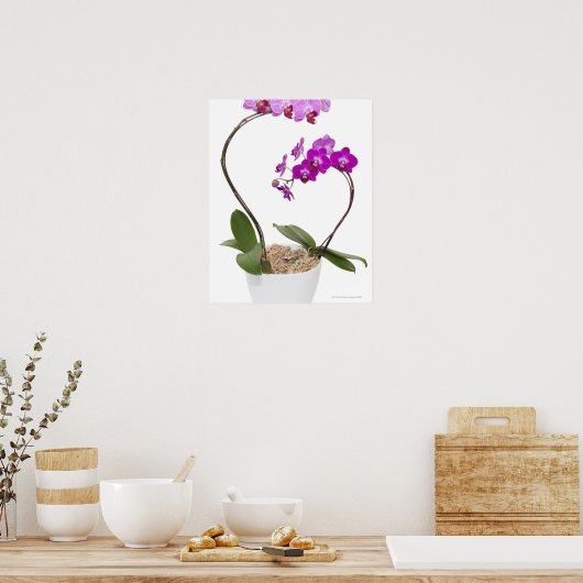 Volledig lijst Orchid geïsoleerd op een witte acht Poster (Keuken)