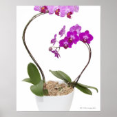 Volledig lijst Orchid geïsoleerd op een witte acht Poster (Voorkant)