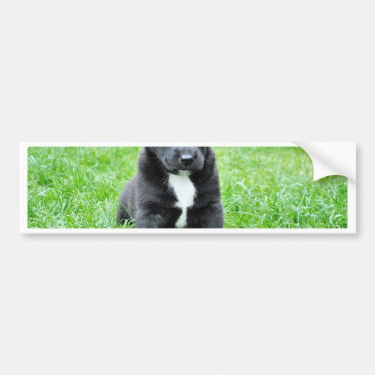Volledig Schattige Puppy Bumpersticker (Voorkant)