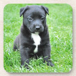 Volledig Schattige Puppy Onderzetter