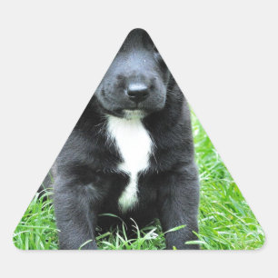 Volledig Schattige Puppy Sticker