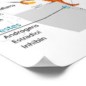 Volledig schema van het humane endocriene systeem poster (Hoek)