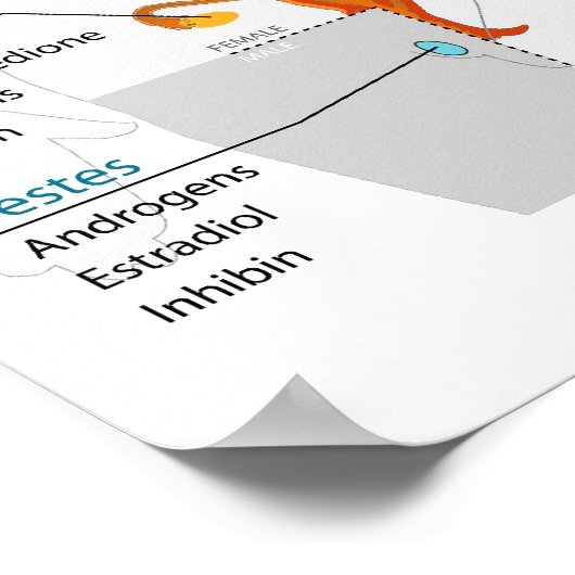 Volledig schema van het humane endocriene systeem poster (Hoek)