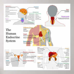 Volledig schema van het humane endocriene systeem poster