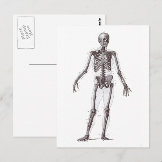 Volledig Skelet Briefkaart (Voorkant / Achterkant)