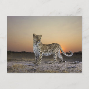 Volledig uitzicht van luipaard (Panthera pardus) Briefkaart