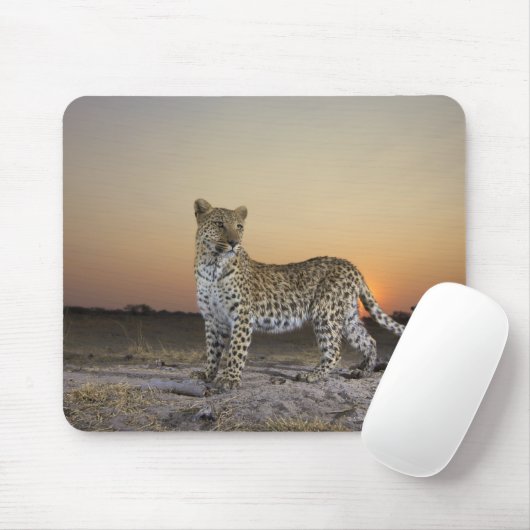 Volledig uitzicht van luipaard (Panthera pardus) Muismat (Met muis)