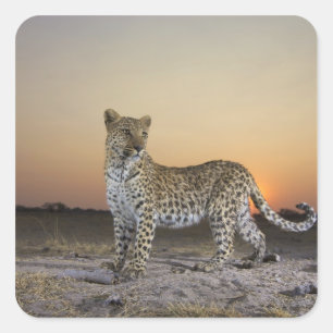 Volledig uitzicht van luipaard (Panthera pardus) Vierkante Sticker