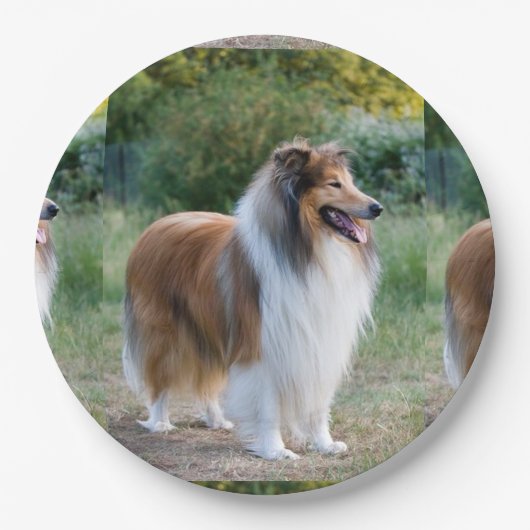 volledige 5 ruwe collie.png papieren bordje (Voorkant)