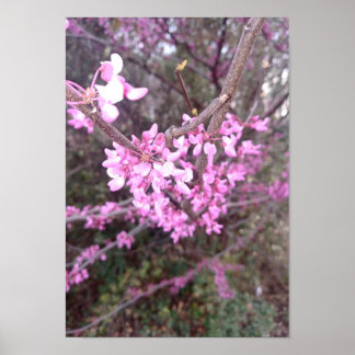 Volledige bloem poster