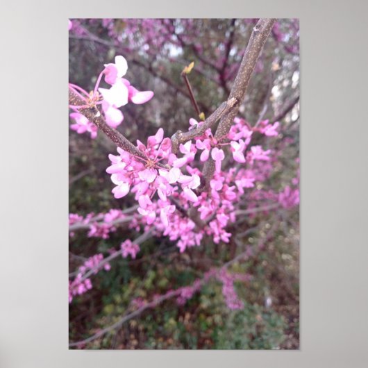 Volledige bloem poster (Voorkant)