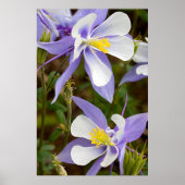 Volledige Lijst Columbine Poster (Voorkant)