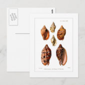 Voluta Shells Briefkaart (Voorkant / Achterkant)