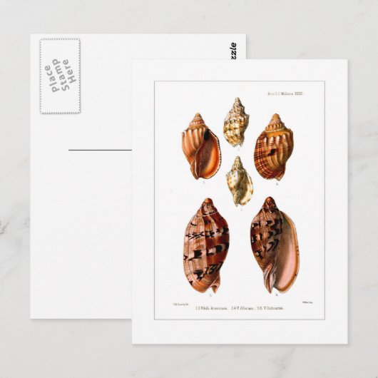 Voluta Shells Briefkaart (Voorkant / Achterkant)