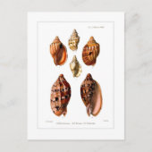 Voluta Shells Briefkaart (Voorkant)