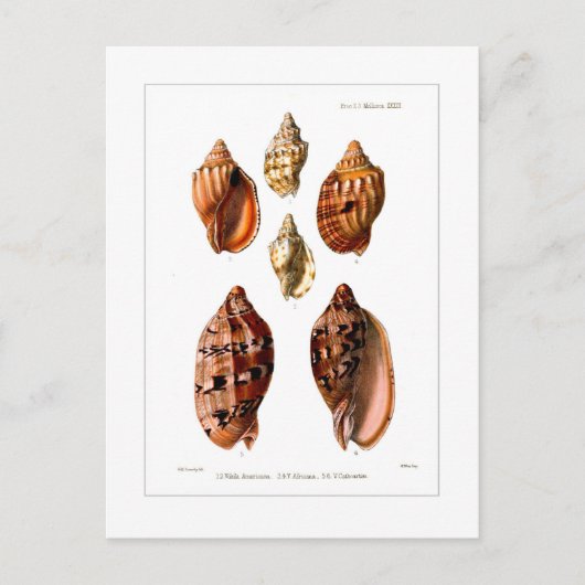 Voluta Shells Briefkaart (Voorkant)