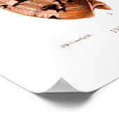 Voluta Shells Poster (Hoek)