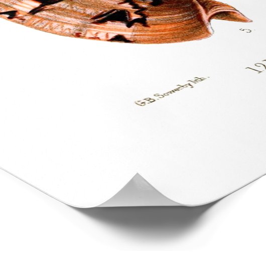 Voluta Shells Poster (Hoek)