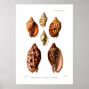 Voluta Shells Poster