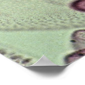 Volvox, algen poster (Hoek)