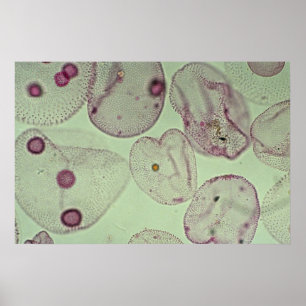 Volvox, algen poster
