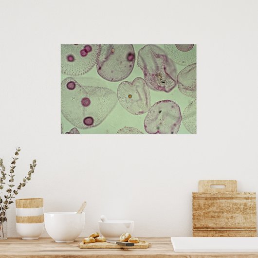 Volvox, algen poster (Keuken)