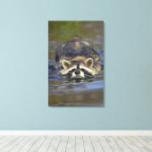 Volwassen accoon, Procyon lotorOrder: Canvas Afdruk (Insitu (Houten vloer))