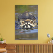 Volwassen accoon, Procyon lotorOrder: Canvas Afdruk (Insitu (Woonkamer))