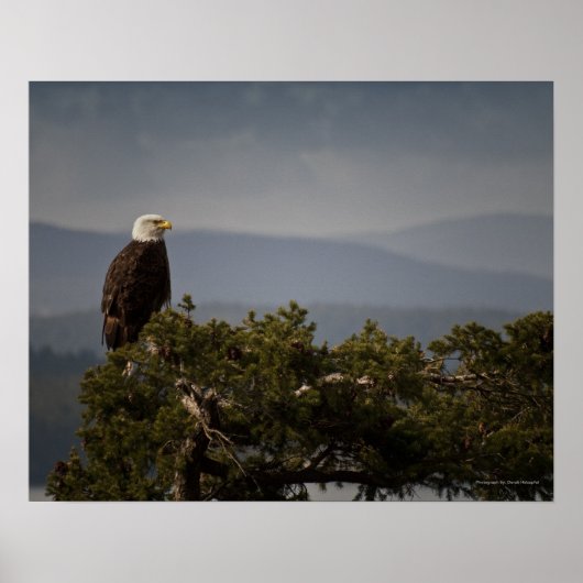 Volwassen Amerikaanse Zeearend - Kunstprint Poster (Voorkant)