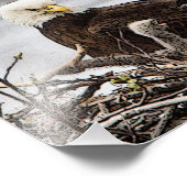 Volwassen Bald Eagle met eaglets Foto Afdruk (Hoek)