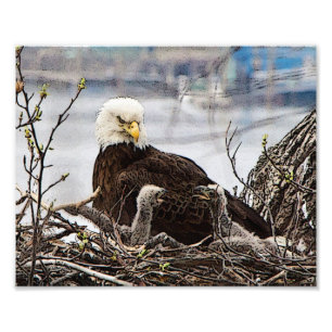 Volwassen Bald Eagle met eaglets Foto Afdruk
