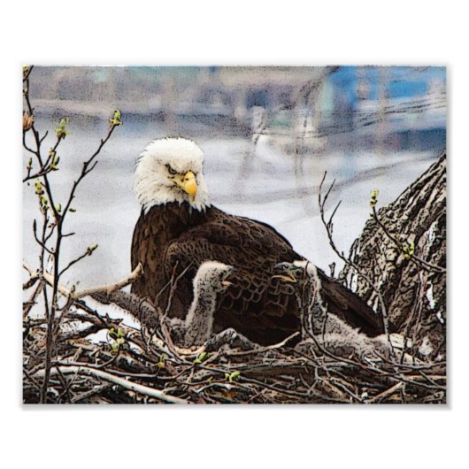 Volwassen Bald Eagle met eaglets Foto Afdruk (Voorkant)