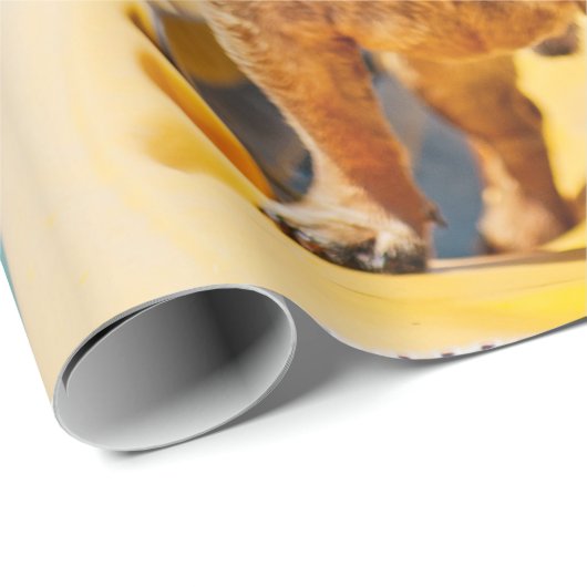 Volwassen bruine Franse bulldog op kayak Cadeaupapier (Rol Hoek)