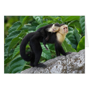 Volwassen capuchin-aap die Baby op de rug draagt